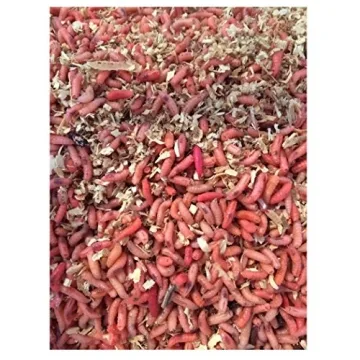 BESTBAIT 500 Live Bait Maggots for Ice Fishing & More