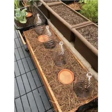 6 Joan J Raspberry Plants with Free Plant Boost Included