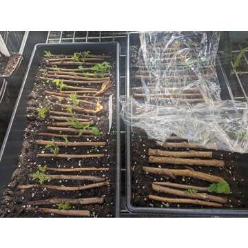 6 Joan J Raspberry Plants with Free Plant Boost Included