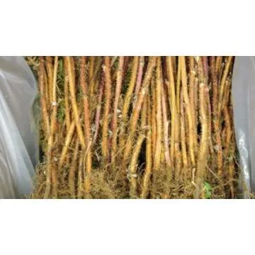 6 Joan J Raspberry Plants with Free Plant Boost Included