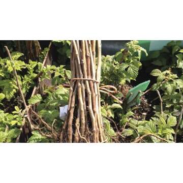 6 Joan J Raspberry Plants with Free Plant Boost Included