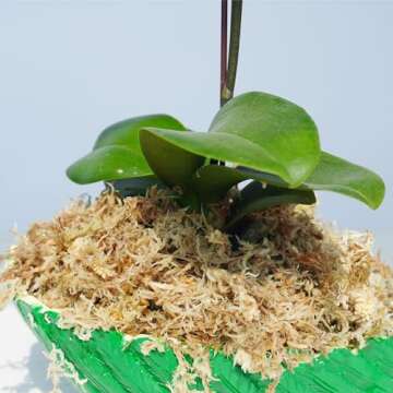 Yilotuce 3.2 oz Compressed Sphagnum Moss - Premium Quality for Plants