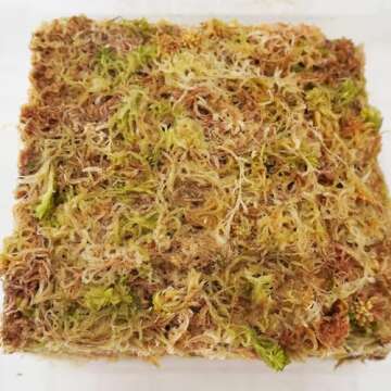 Yilotuce Premium Sphagnum Moss for Plants, 3.2 oz Brick