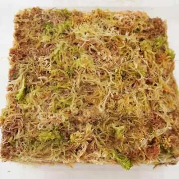 Yilotuce Premium Sphagnum Moss for Plants, 3.2 oz Brick