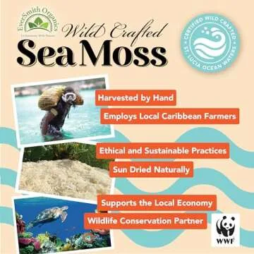 EverSmith Gold Sea Moss | 160oz Gel | Wildcrafted from St. Lucia