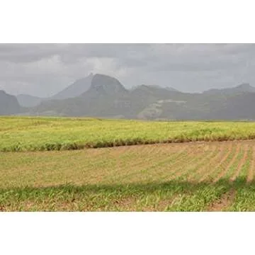 Gourmet Mauritius Brown Sugar Collection for Baking