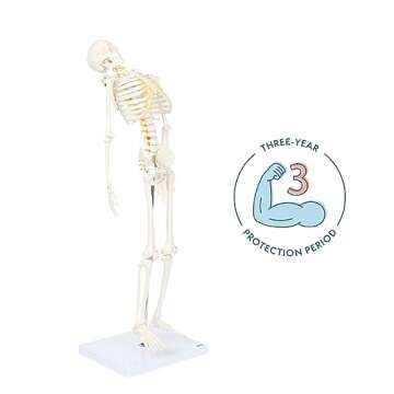 Mini Human Flexible Skeleton Model with Stand, 34" Tall Skeleton Includes Flexible Spine and Removable Arms and Legs, a Stand and Base for Display and Demonstration, Made by Axis Scientific