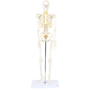 Mini Human Flexible Skeleton Model with Stand, 34" Tall Skeleton Includes Flexible Spine and Removable Arms and Legs, a Stand and Base for Display and Demonstration, Made by Axis Scientific
