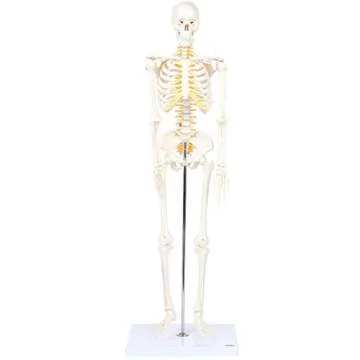 Mini Human Flexible Skeleton Model with Stand, 34" Tall Skeleton Includes Flexible Spine and Removable Arms and Legs, a Stand and Base for Display and Demonstration, Made by Axis Scientific