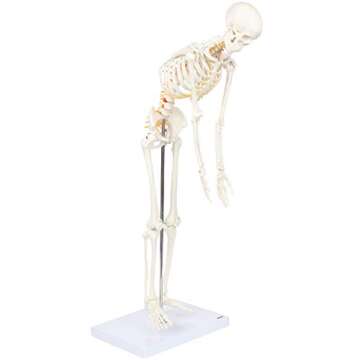 Mini Human Flexible Skeleton Model with Stand, 34" Tall Skeleton Includes Flexible Spine and Removable Arms and Legs, a Stand and Base for Display and Demonstration, Made by Axis Scientific