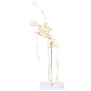Mini Human Flexible Skeleton Model with Stand, 34" Tall Skeleton Includes Flexible Spine and Removable Arms and Legs, a Stand and Base for Display and Demonstration, Made by Axis Scientific