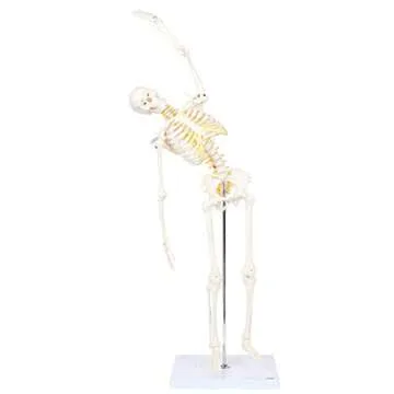 Mini Human Flexible Skeleton Model with Stand, 34" Tall Skeleton Includes Flexible Spine and Removable Arms and Legs, a Stand and Base for Display and Demonstration, Made by Axis Scientific