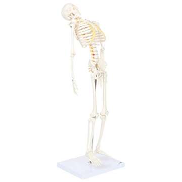 Mini Human Flexible Skeleton Model with Stand, 34" Tall Skeleton Includes Flexible Spine and Removable Arms and Legs, a Stand and Base for Display and Demonstration, Made by Axis Scientific