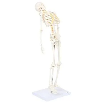 Mini Human Flexible Skeleton Model with Stand, 34" Tall Skeleton Includes Flexible Spine and Removable Arms and Legs, a Stand and Base for Display and Demonstration, Made by Axis Scientific
