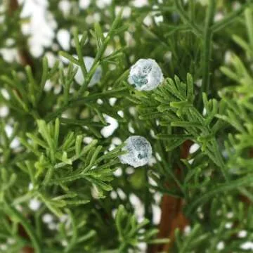 Lyrow 24 Pcs Christmas Artificial Juniper Cedar Branches Picks Spray with Berry Faux Greenery Spray Branches Cedar Twig Stems for Holiday Winter Ornament Crafts Wreath Garland (Natural Style)