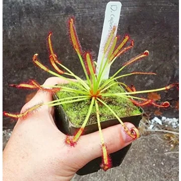 Cape Sundew Drosera capensis Carnivorous Plant 3 Inch