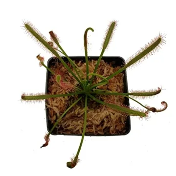 Cape Sundew Drosera capensis Carnivorous Plant 3 Inch