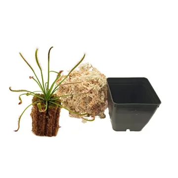 Cape Sundew Drosera capensis Carnivorous Plant 3 Inch