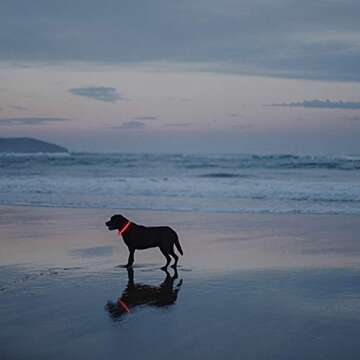 Novkin LED Dog Collars Perfect for Nighttime Safety 2-Pack