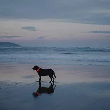 Novkin LED Dog Collars Perfect for Nighttime Safety 2-Pack