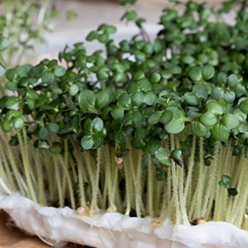 Sustainable Jute Grow Mats for Indoor Microgreens