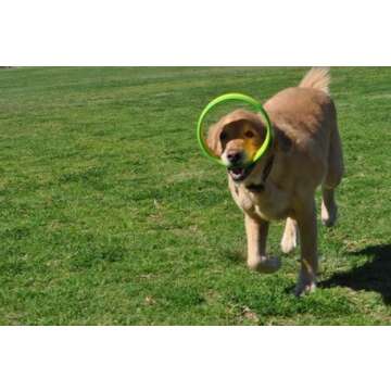 HurriK9 Flying Ring Launcher Dog Exerciser Starter Pack | Quickly Exercises Your Dog | Includes Launcher Starter Pack & 6 EVA Foam Rings