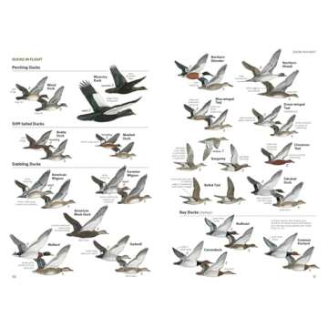 National Geographic Field Guide to the Birds of North America, 7th Edition