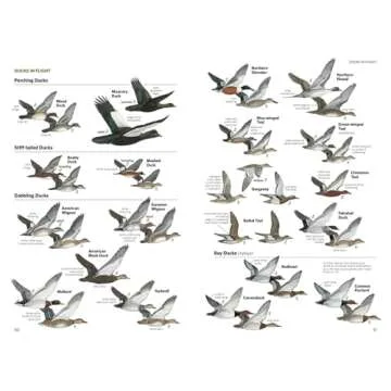 National Geographic Field Guide to the Birds of North America, 7th Edition