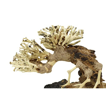 Bonsai Driftwood Aquarium Tree - Handcrafted Decor 4x5 inches