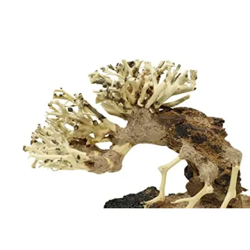 Bonsai Driftwood Aquarium Tree - Handcrafted Decor 4x5 inches
