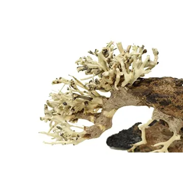 Bonsai Driftwood Aquarium Tree - Handcrafted Decor 4x5 inches