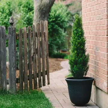 Two 4 Feet Artificial Cedar Trees for Beautiful Décor