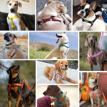 Blueberry Pet Essentials Matching Large Dog Harness | Adjustable Classic Solid Nylon No Pull Harness for Dogs | Easy Walk Dog Harness for Large Dogs & Step in Dog Harness | Flint Gray Dog Harness