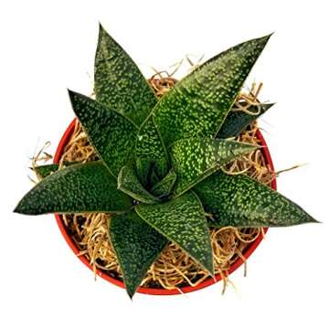 Fat Plants San Diego Succulent Plant(s) Fully Rooted in 4 inch Planter Pots with Soil - Real Live Po...