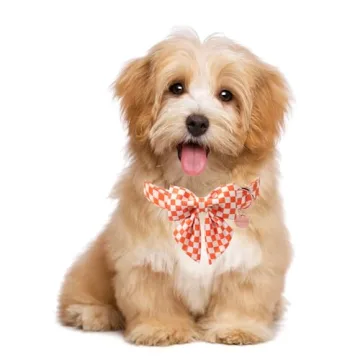 Stylish UP URARA PUP Fall Dog Collar with Bow Tie