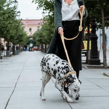 Wisedog Two Handle Dog Leash with Adjustable Length and Comfort