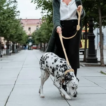 Wisedog Two Handle Dog Leash with Adjustable Length and Comfort