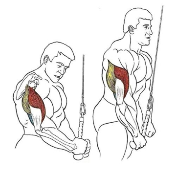 HYVAWO Single Grip Tricep Rope for Cable Machines