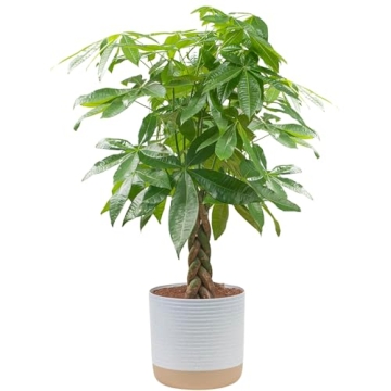 Costa Farms Money Tree Live Plant, Easy to Grow Houseplant Potted in Indoor Garden Pot, Pachira Bons...