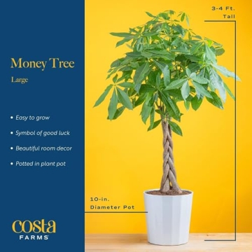 Costa Farms Money Tree Live Plant for Indoor Living