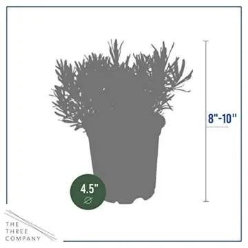 Live Aromatic and Edible Herb - Lavender (4 Per Pack), Natural Sleep Enhancer, 6" Tall by 4" Wide in 1 Pint Pot