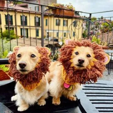 Zoo Snoods Lion Costume - Knit Mane Dog Snood Ear Wrap for Pets, Warm Neck Cover for Halloween and Winter (Medium)
