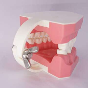 Dental Typodont Model for Enhanced Oral Hygiene Learning