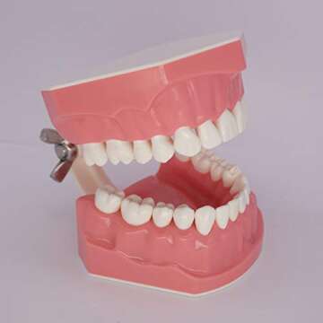 Dental Typodont Model for Enhanced Oral Hygiene Learning