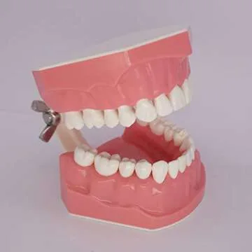 Dental Typodont Model for Enhanced Oral Hygiene Learning