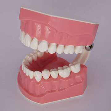 Dental Typodont Model for Enhanced Oral Hygiene Learning