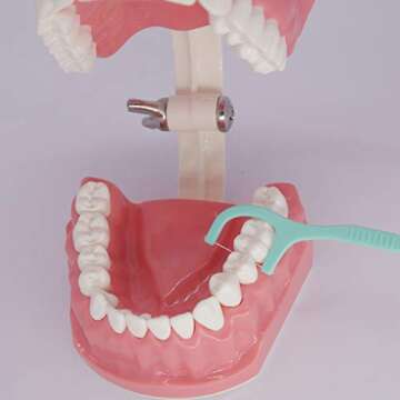 Dental Typodont Model for Enhanced Oral Hygiene Learning