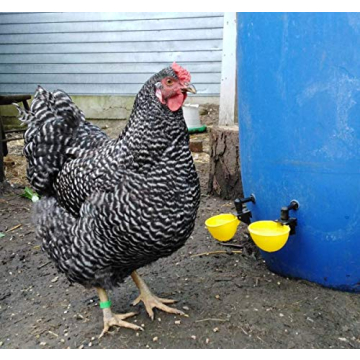 Lil' Clucker Automatic Poultry Waterer System 4-Pack