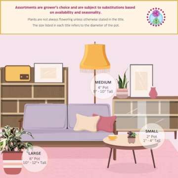 BubbleBlooms Pink Tradescantia Nanouk, in a 4 inch Pot Pink Variegated Wandering Dude