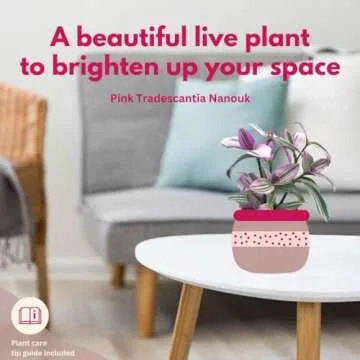 BubbleBlooms Pink Tradescantia Nanouk, in a 4 inch Pot Pink Variegated Wandering Dude